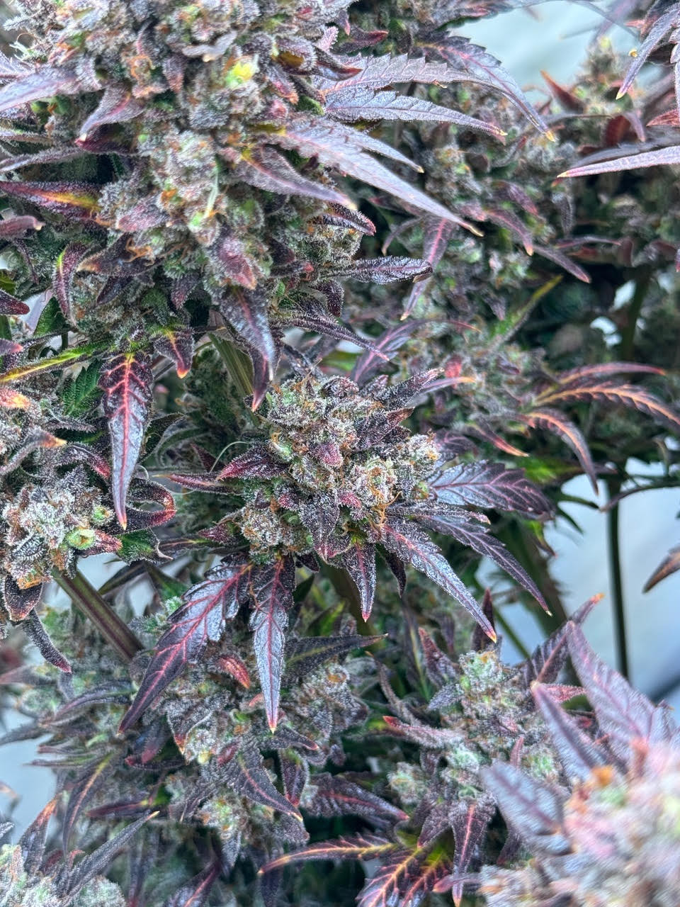 MaxSeeds Blueberry 7 Stück
